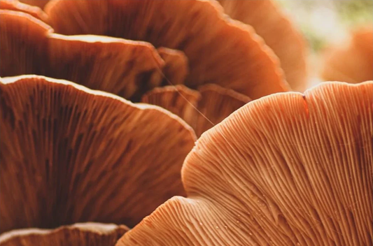 WHY SHIITAKE SHROOMS ARE THE NEXT BIG THING IN ANTI-AGING SKINCARE