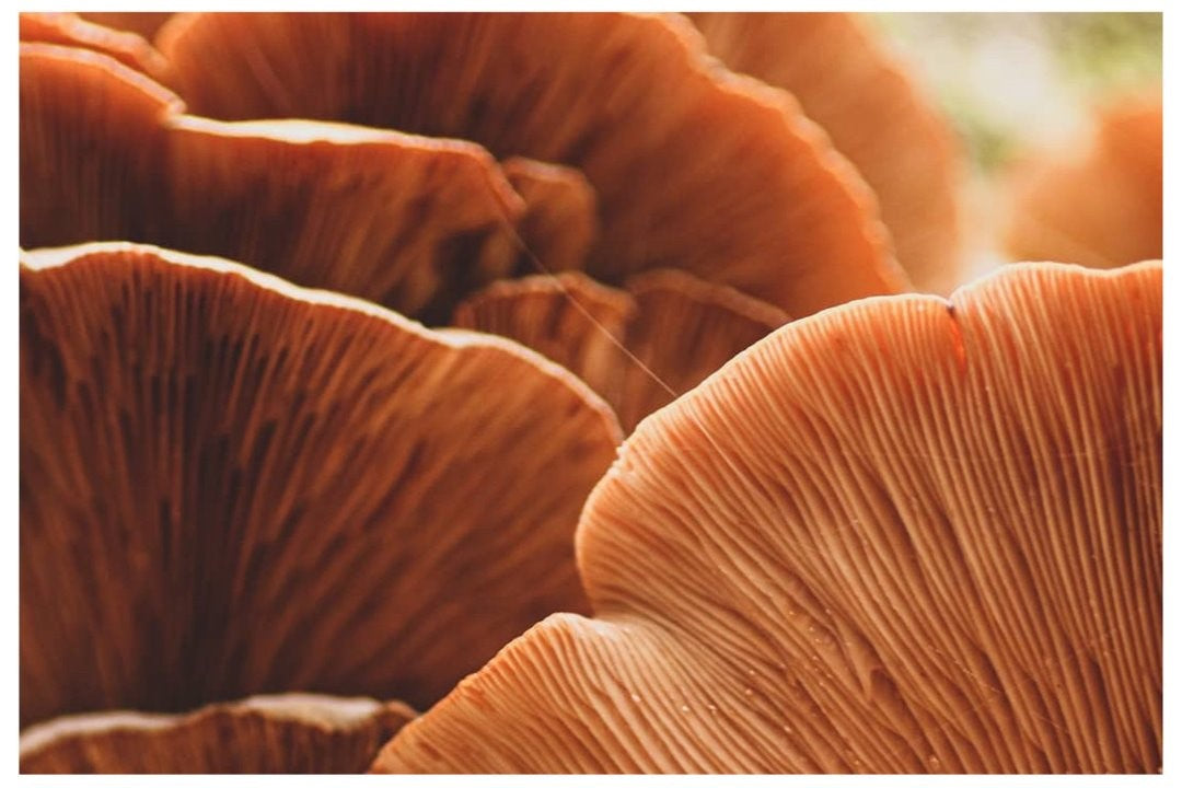 WHY SHIITAKE SHROOMS ARE THE NEXT BIG THING IN ANTI-AGING SKINCARE